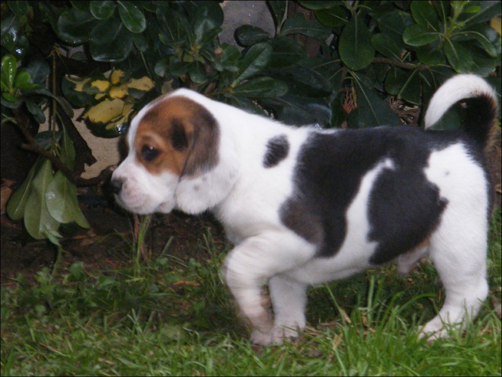 cuccioli amelie-56